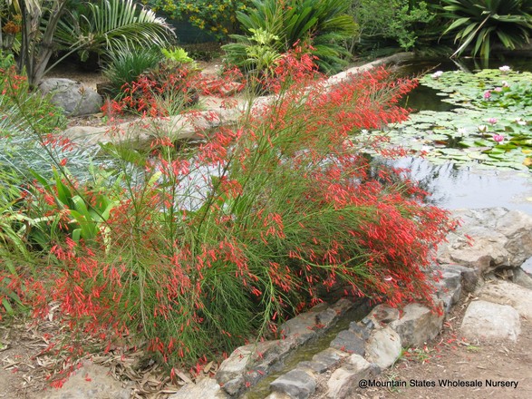 Bouvardia Ternifolia
